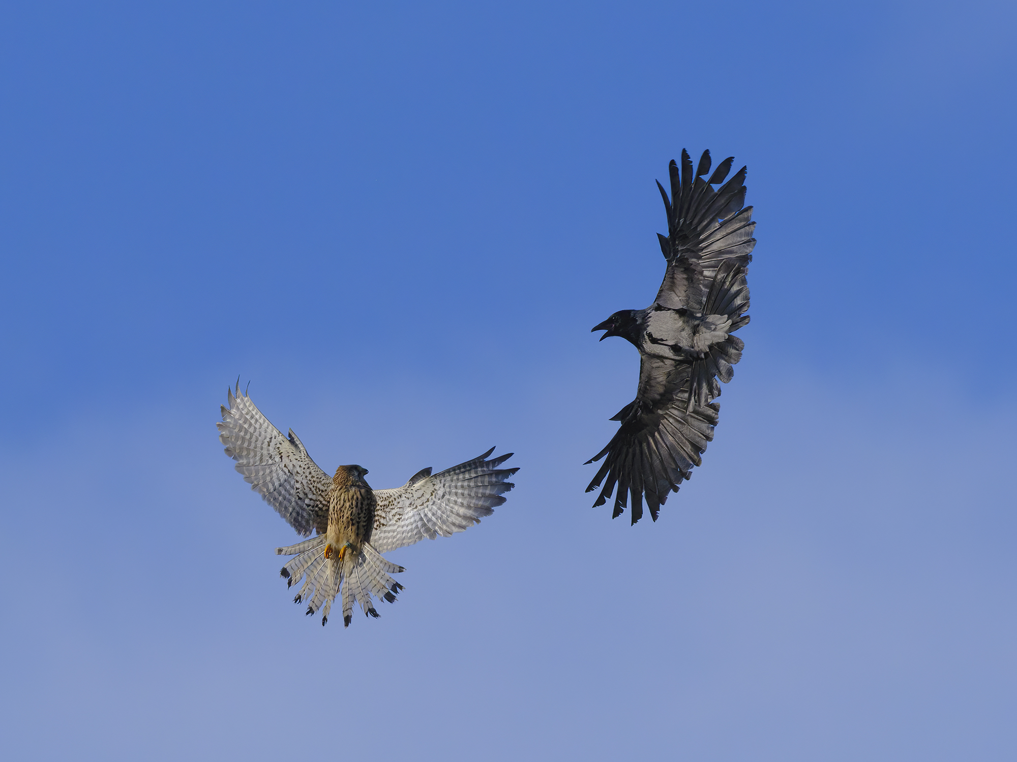 Das Gefieder der beiden ...